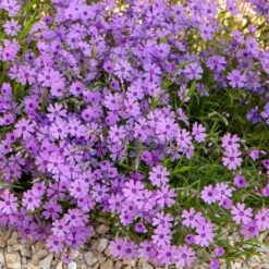 Purple Beauty Creeping Phlox -BloomNest Shop purple beauty creeping phlox rock garden