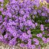 Purple Beauty Creeping Phlox -BloomNest Shop purple beauty creeping phlox rock garden 1