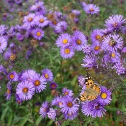 Purple Dome New England Aster -BloomNest Shop purple dome ne aster 4