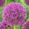 Purple Suze Allium 2 Purple Suze Allium -BloomNest Shop purple suze allium fall flower bulb