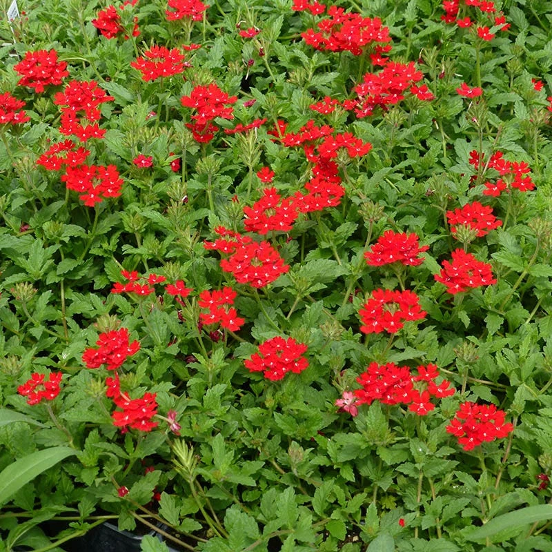 Red Devil Perennial Verbena 5 Red Devil Perennial Verbena - Image 3