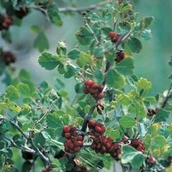 Three-Leaf Sumac (Rhus) -BloomNest Shop rhus trilobata 1 1