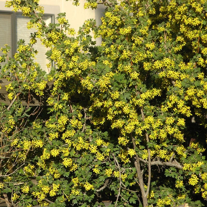 Crandall's Clove Scented Currant (Ribes) 6 Crandall's Clove Scented Currant (Ribes) - Image 4