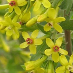 Front Page -BloomNest Shop ribes odoratum crandall close up yellow flowers