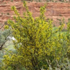 Crandall's Clove Scented Currant (Ribes) 8 Crandall's Clove Scented Currant (Ribes) -BloomNest Shop ribes odoratum crandall mature