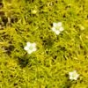 Scotch Moss (Sagina) 1 Scotch Moss (Sagina) -BloomNest Shop sagina subulata aurea 1