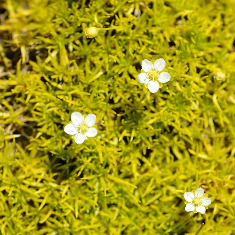 Scotch Moss (Sagina) 3 Scotch Moss (Sagina)