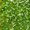 Green Irish Moss (Sagina) 2 Green Irish Moss (Sagina) -BloomNest Shop sagina subulata irish moss 1