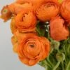 Salmon Ranunculus 2 Salmon Ranunculus -BloomNest Shop salmon tecolote ranuncuclus orange 1
