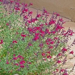 Burgundy Seduction Salvia 9 Burgundy Seduction Salvia -BloomNest Shop salvia burgundy seduction