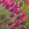 Cold Hardy Rainbow Salvia Collection -BloomNest Shop salvia burgundy seduction 1