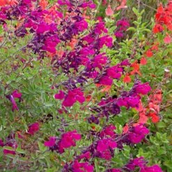 Cold Hardy Rainbow Salvia Collection