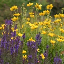 High Country Meadow Native Wildflower Seed Mix -BloomNest Shop salvia coreopsis meadow