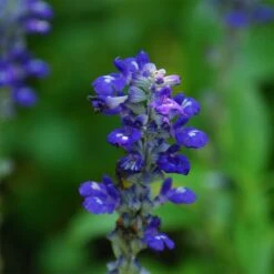 Texas Violet Salvia -BloomNest Shop salvia farinacea texas violet mealy sage