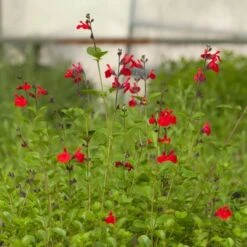 Furman's Red Texas Salvia -BloomNest Shop salvia furmans red garden flower