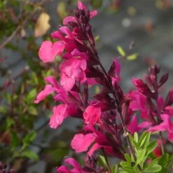 Cold Hardy Rainbow Salvia Collection -BloomNest Shop salvia greggii cold hardy pink