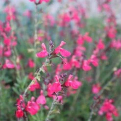 Cold Hardy Rainbow Salvia Collection -BloomNest Shop salvia greggii flowerkisser coral pink sage6