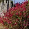 Furman's Red Texas Salvia -BloomNest Shop salvia greggii furmans red flowers