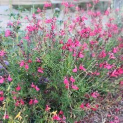 FlowerKisser® Coral-Pink Salvia 6 FlowerKisser® Coral-Pink Salvia -BloomNest Shop salvia greggii wwg003 flowerkisser coral pink sage cropped 1