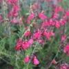 FlowerKisser® Coral-Pink Salvia -BloomNest Shop salvia greggii wwg003 flowerkisser coral pink sage cropped 3