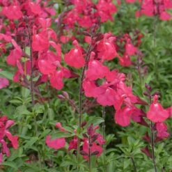 FlowerKisser® Coral-Pink Salvia 7 FlowerKisser® Coral-Pink Salvia -BloomNest Shop salvia greggii wwg3flowerkisser coral pink sage