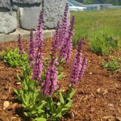 Lyrical™ Rose Salvia 9 Lyrical™ Rose Salvia -BloomNest Shop salvia lyrical rose office garden
