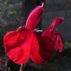 Cold Hardy Rainbow Salvia Collection -BloomNest Shop salvia maraschino