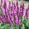 Rose Marvel Salvia 1 Rose Marvel Salvia -BloomNest Shop salvia nemorosa rose marvel salvia