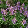 Dwarf Common Sage (Salvia) 2 Dwarf Common Sage (Salvia) -BloomNest Shop salvia officinalis minimus 1