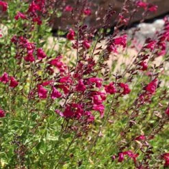Cold Hardy Rainbow Salvia Collection -BloomNest Shop salvia raspberry delight bush sage