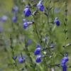 Autumn Sapphire™ Salvia -BloomNest Shop salvia reptans autumn sapphire brooke colburn cropped