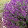 Ultra Violet Salvia -BloomNest Shop salvia ultra violet over wall purple 1