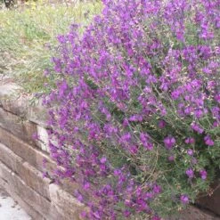 Cold Hardy Rainbow Salvia Collection -BloomNest Shop salvia ultra violet over wall 2