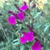FlowerKisser® Royal Rose Salvia 1 FlowerKisser® Royal Rose Salvia -BloomNest Shop salvia x wwg04 flowerkisser royal rose sage pink blooms