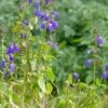 Deep Blue Arizona Salvia -BloomNest Shop salvia arizonica deep blue 2 web