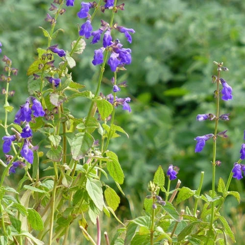 Deep Blue Arizona Salvia 3 Deep Blue Arizona Salvia