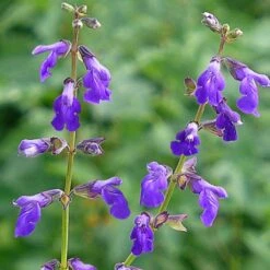 Deep Blue Arizona Salvia 5 Deep Blue Arizona Salvia -BloomNest Shop salvia arizonica deep blue web