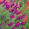 Burgundy Seduction Salvia -BloomNest Shop salvia burgundy seduction cc cropped