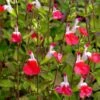 Hot Lips Salvia -BloomNest Shop salvia microphylla hot lips close up of flwrs cc