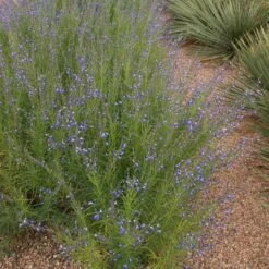 Autumn Sapphire™ Salvia -BloomNest Shop salvia reptans autumn sapphire brooke colburn 1 actually cropped