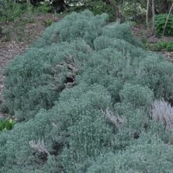 Gray Santolina -BloomNest Shop santolina chamaecyparissus gray santolina spring