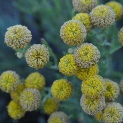Gray Santolina -BloomNest Shop santolina chamaecyparissus gray santolina summer flowers close up