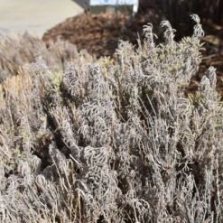 Gray Santolina -BloomNest Shop santolina chamaecyparissus gray santolina winter