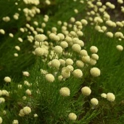 Green Santolina -BloomNest Shop santolina rosmarinifolia green santolina summer cream flowers