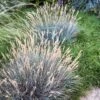 Boulder Blue Fescue Grass -BloomNest Shop saxon holt festuca boulder blue