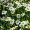 Blackfoot Daisy (Melampodium) 1 Blackfoot Daisy (Melampodium) -BloomNest Shop saxon holt melampodium leucanthemum