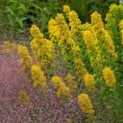 Golden Torch Goldenrod (Wichita Mountains Solidago) -BloomNest Shop saxon holt muhlenbergia reverchonii with solidago wichita mtns