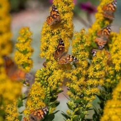 Golden Torch Goldenrod (Wichita Mountains Solidago)