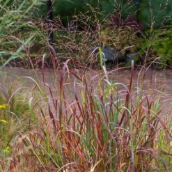 Shenandoah Switch Grass -BloomNest Shop saxon holt panicum shenandoah