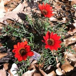 Scarlet Tanager Gazania 7 Scarlet Tanager Gazania -BloomNest Shop scarlet tanager african daisy ground trio